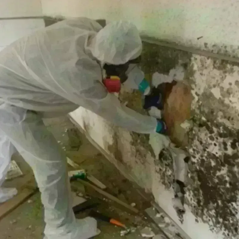 Mold Remediation and Removal in Addis, LA